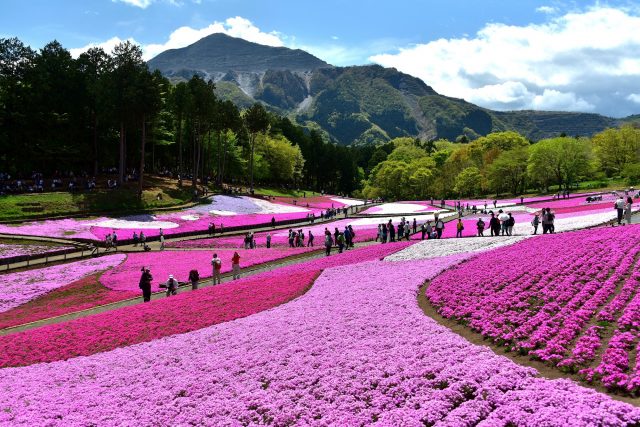 芝桜と武甲山のコラボ